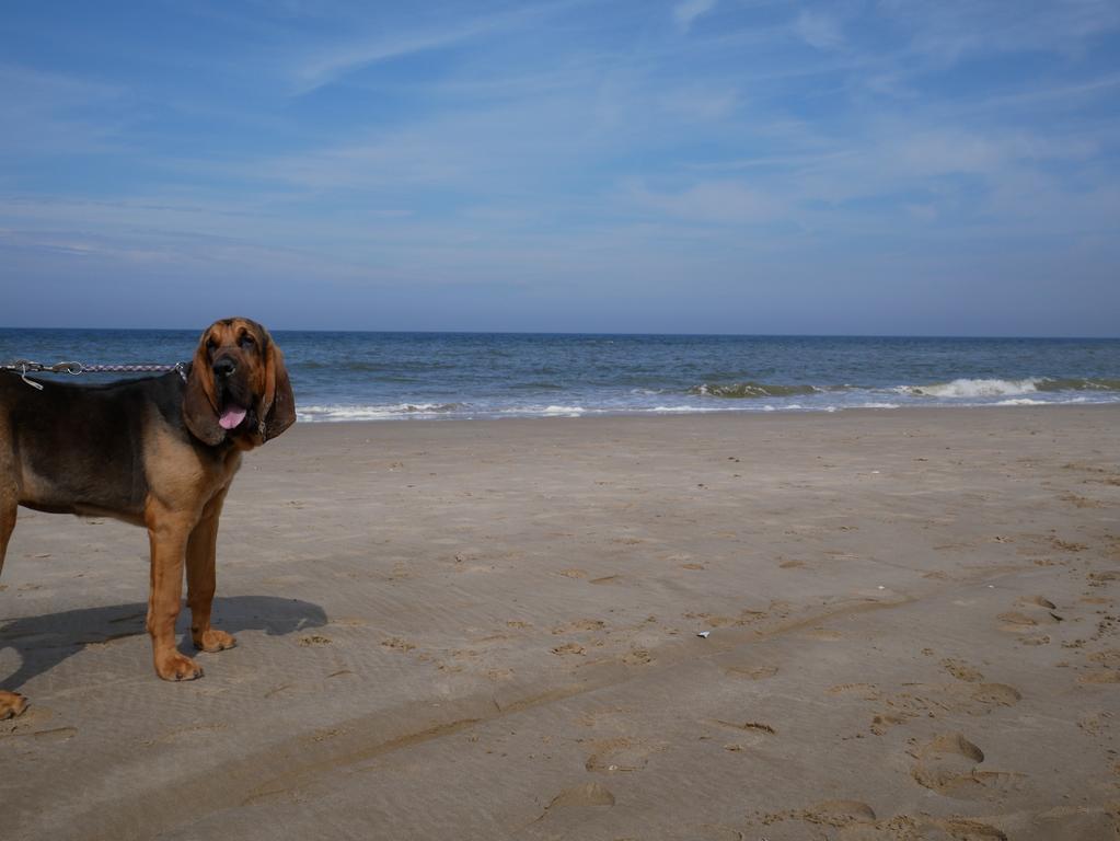 Huize De Duinen Aparthotel Bergen aan Zee Εξωτερικό φωτογραφία